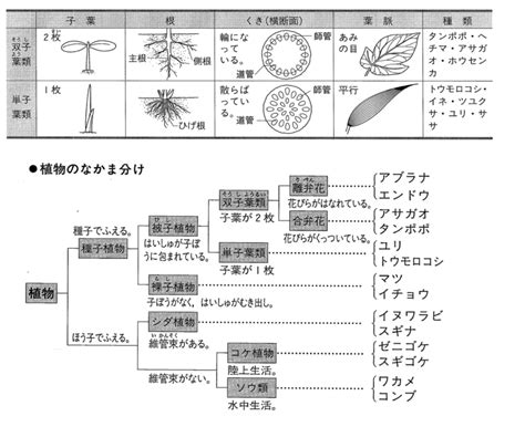 子種|種 (分類学)